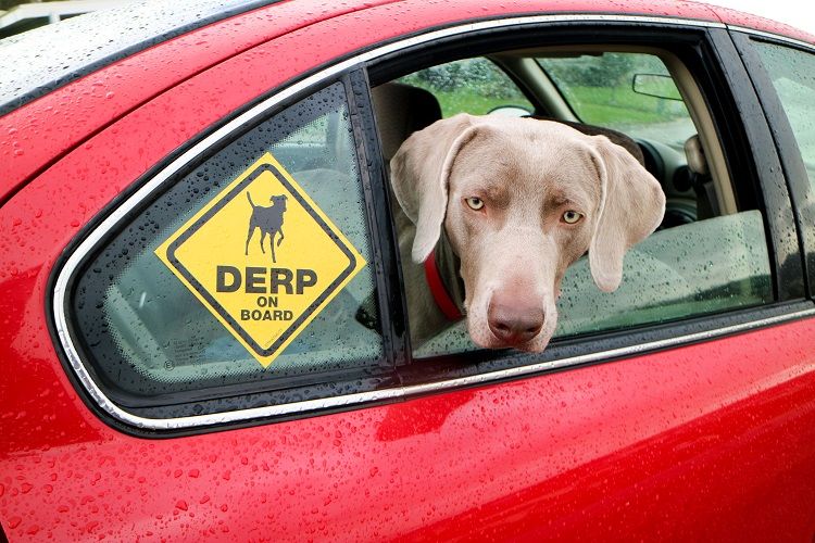 Obtenez votre autocollant de fenêtre "Derp On Board" gratuit - img