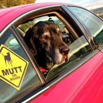 K9 Nature Supplements Review and Coupon Code – Hip & Joint Revita Chews