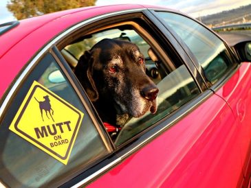 Obtenez votre autocollant Mutt GRATUIT, nous célébrons 9 ans de blogage - img
