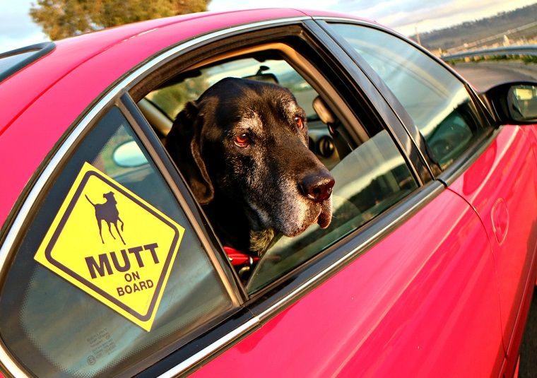 Obtenez votre autocollant Mutt GRATUIT, nous célébrons 9 ans de blogage - img