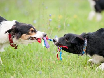 Quand intervenir au parc à chiens - img