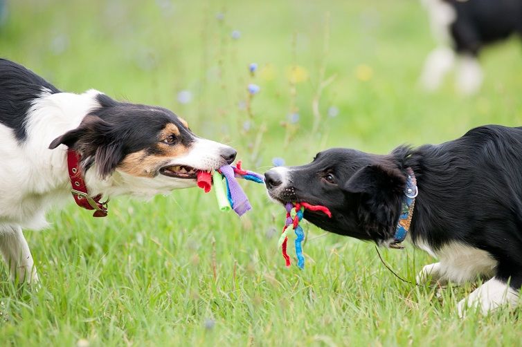 Quand intervenir au parc à chiens - img