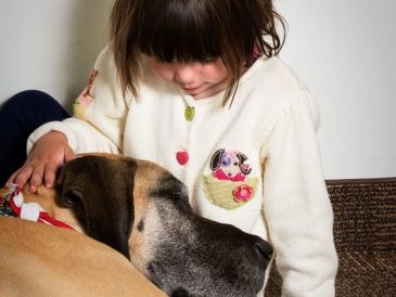 Que fait un chien de thérapie ? - img