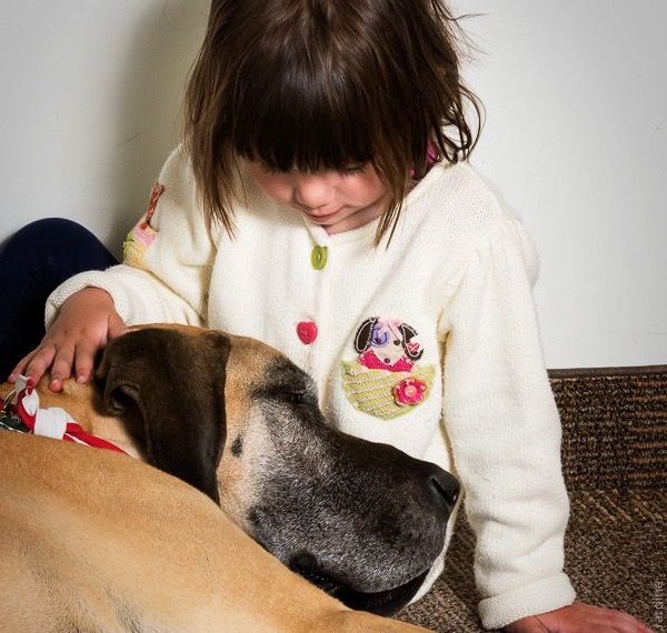 Que fait un chien de thérapie ? - img