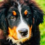 Conseils de sécurité pour la randonnée avec votre chien