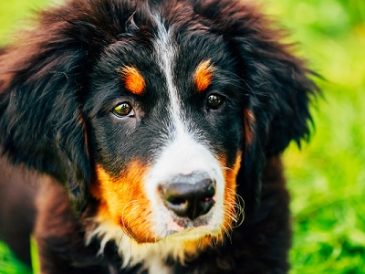 Quel est l'âge idéal pour stériliser un chien ? - img