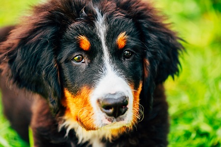 Quel est l'âge idéal pour stériliser un chien ? - img