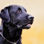 Spotless Paw – Gant de nettoyage pour les pattes de chien
