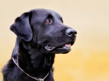 Quelle est la meilleure façon de prendre soin des dents de votre chien ? - img