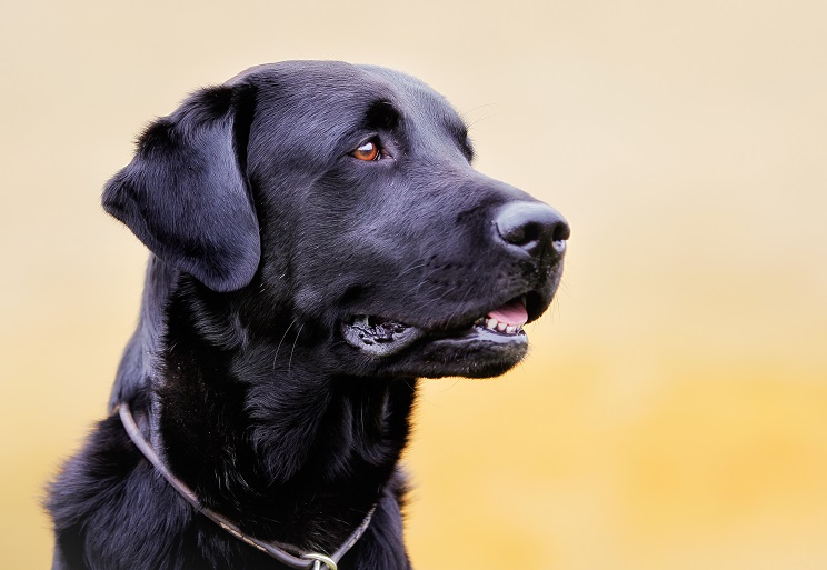 Quelle est la meilleure façon de prendre soin des dents de votre chien ? - img