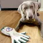 Quelle est la meilleure façon de prendre soin des dents de votre chien ?