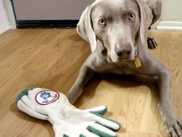 Spotless Paw - Gant de nettoyage pour les pattes de chien - img