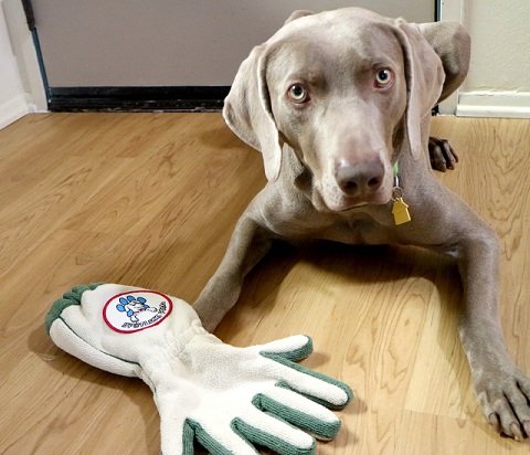 Spotless Paw - Gant de nettoyage pour les pattes de chien - img