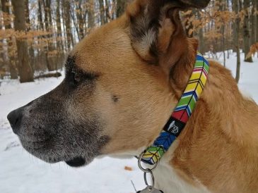 WO Design Review, Colliers et jouets pour chiens - img