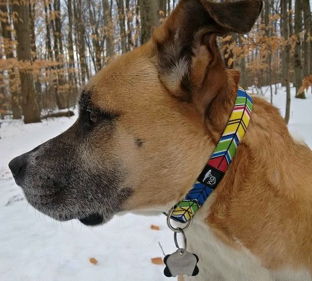 WO Design Review, Colliers et jouets pour chiens - img