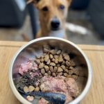 Chronologie du dressage des chiots selon l&rsquo;âge